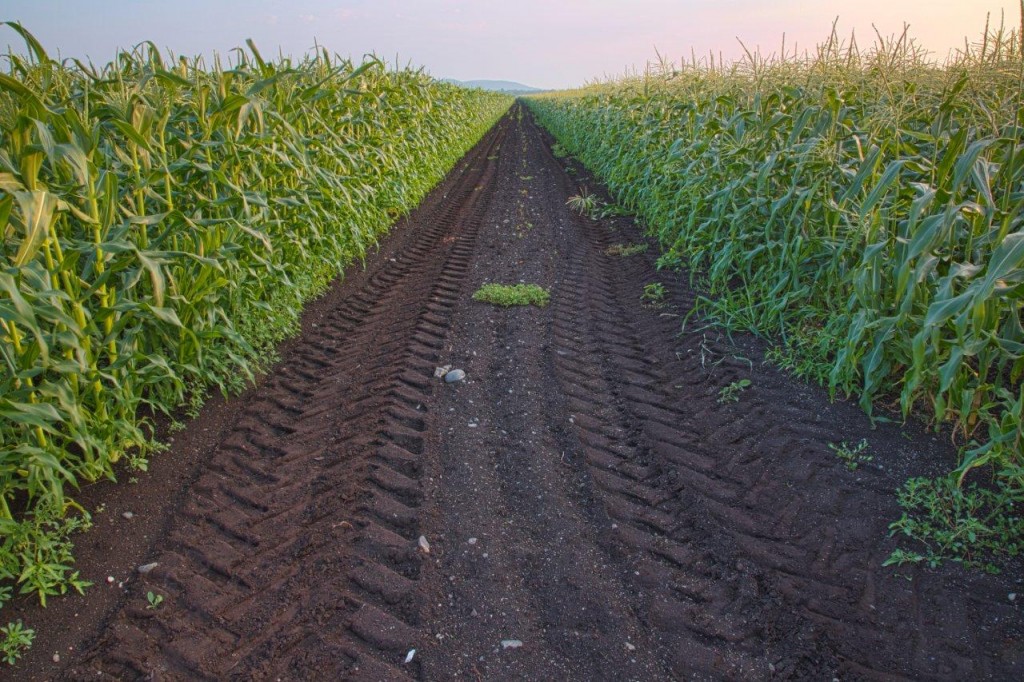 Road betwen corn