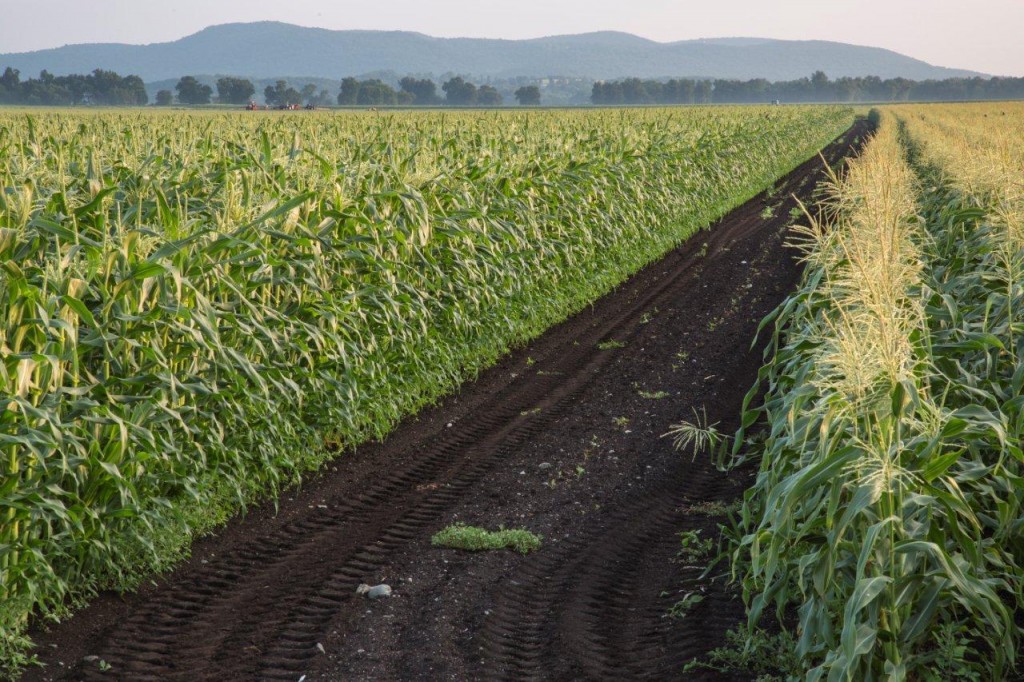 Corn field and road down the middle. 